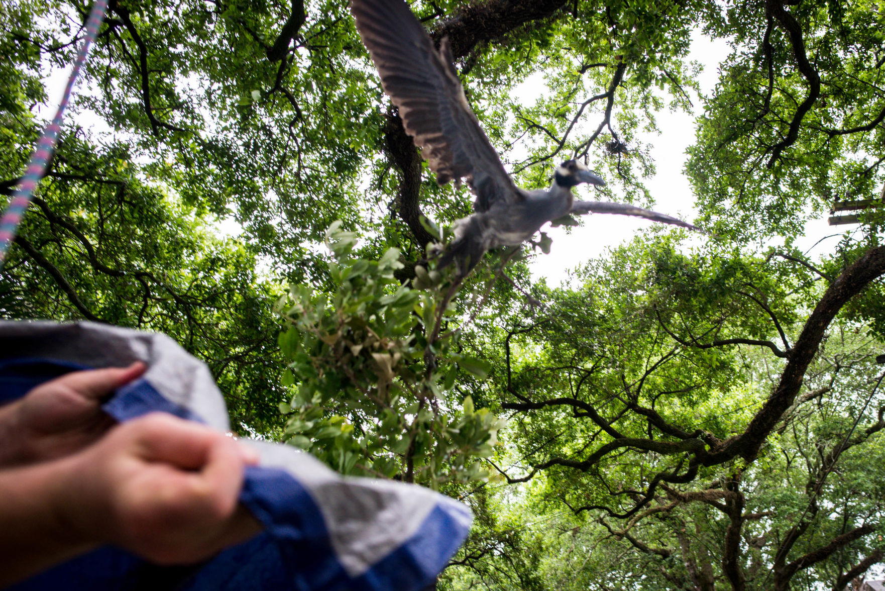 NO.pelicanstuckintree.061319.60.jpg